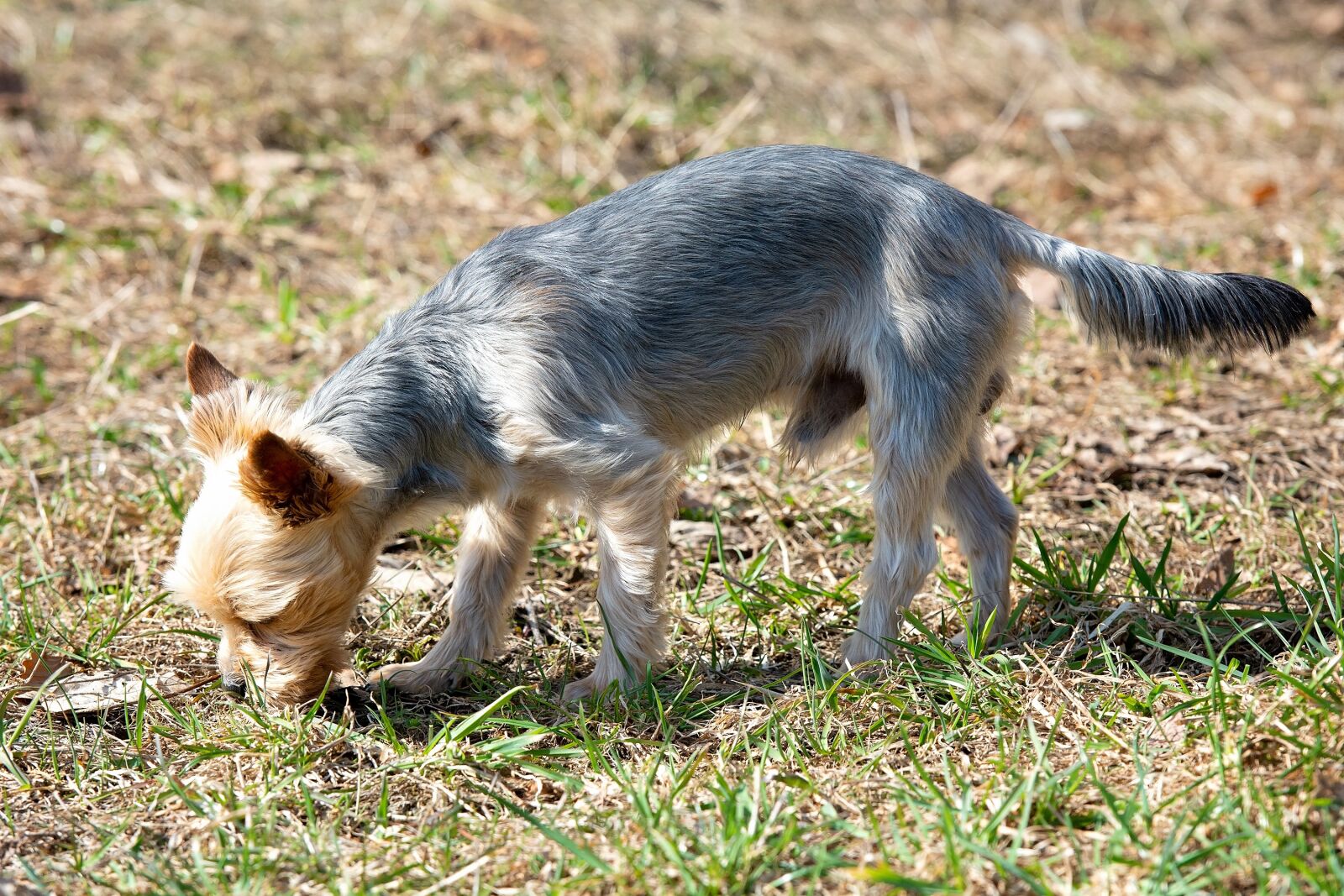 Nikon D7100 sample photo. Dog, out, sniffing photography