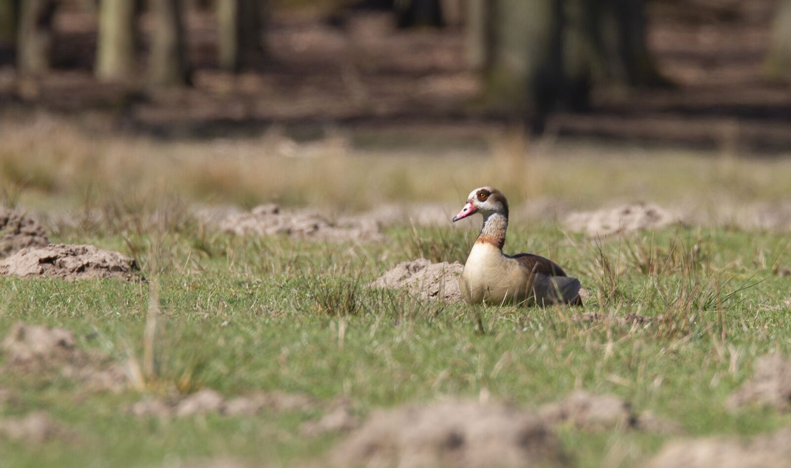 Canon EOS 7D sample photo. Nilusi goose, water, wingtip photography
