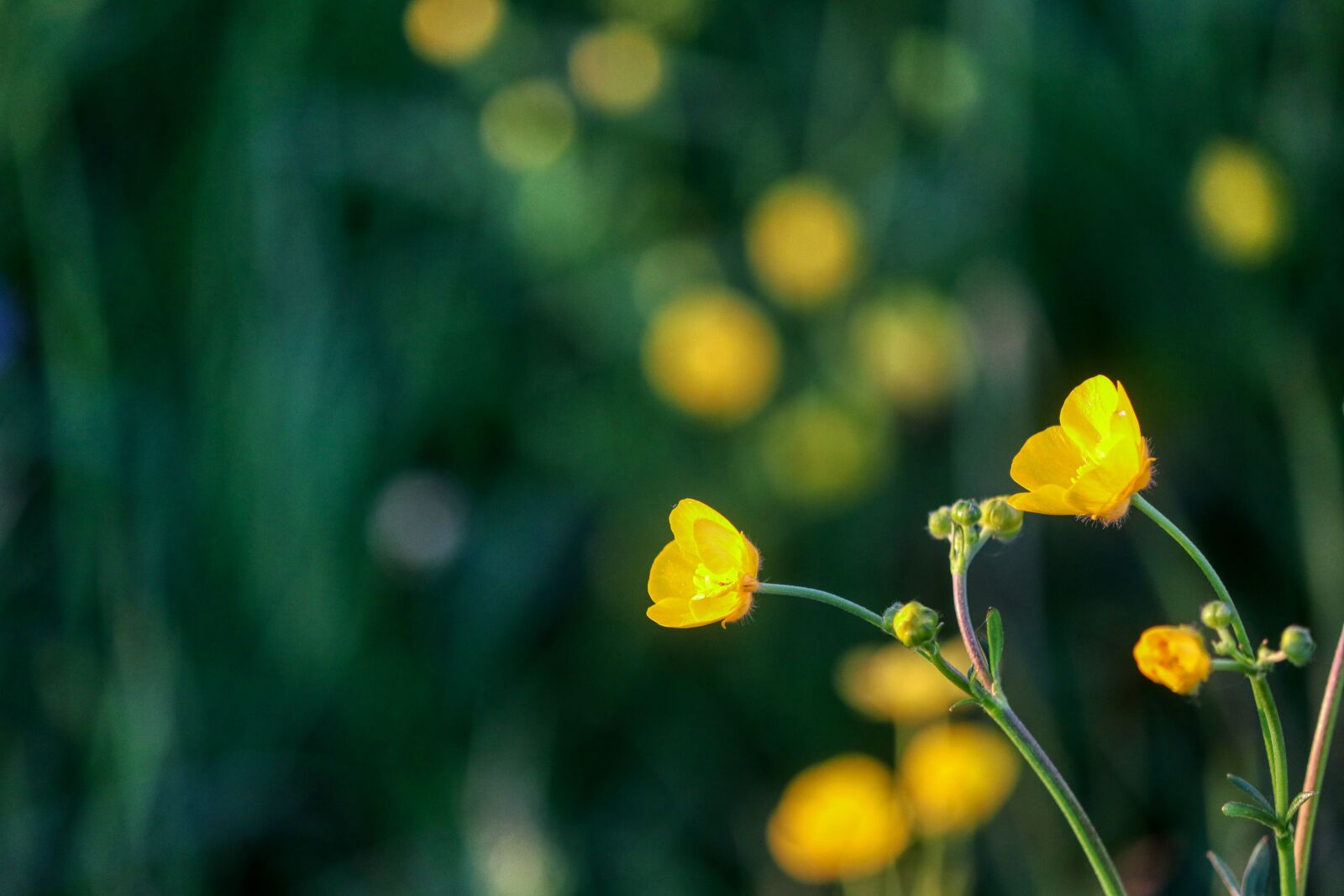 Canon EOS 80D + Canon EF-S 55-250mm F4-5.6 IS II sample photo. Buttercup, flower, flower meadow photography