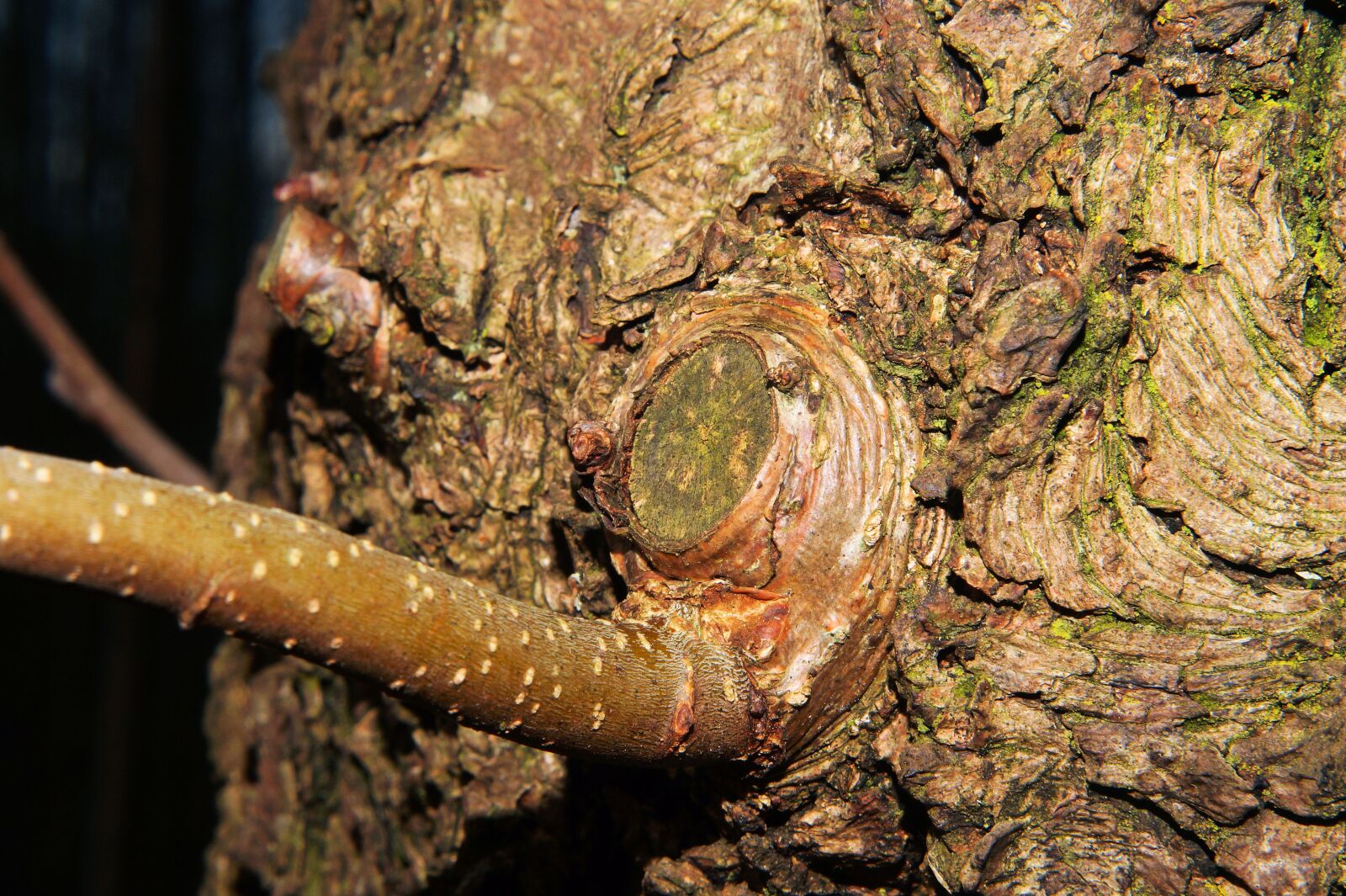 Sony SLT-A58 sample photo. Tribe, branch, tree photography