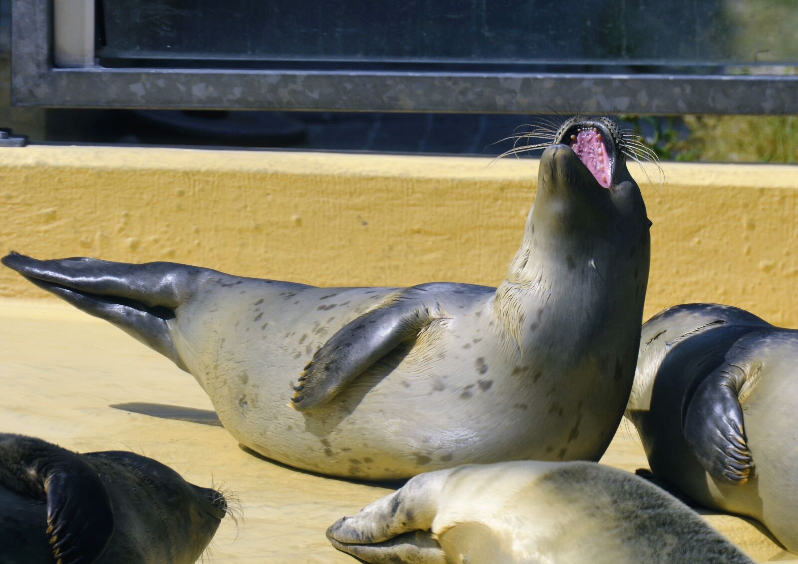 Nikon D5100 sample photo. Seal, howler, water photography