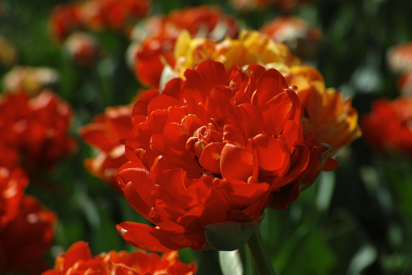 Sigma DP3 Merrill sample photo. Flower, macro, flowers photography