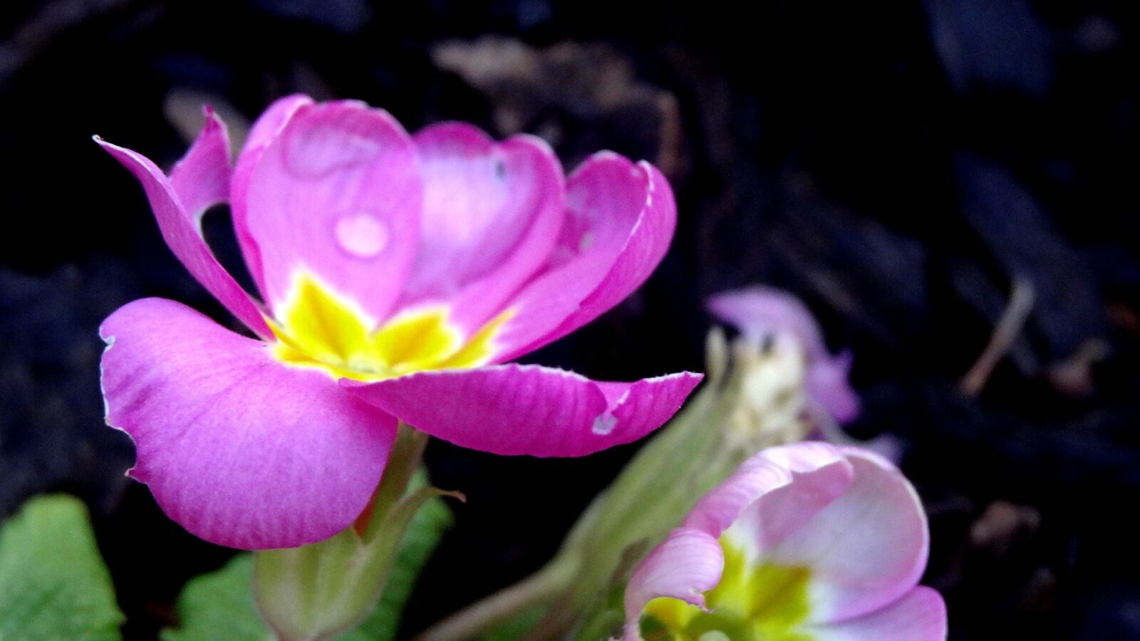 Sony Cyber-shot DSC-HX20V sample photo. Flower, nature, flora photography