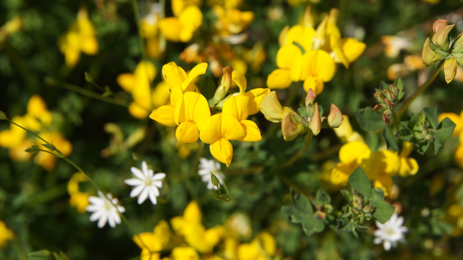 Sony SLT-A55 (SLT-A55V) sample photo. Lotus corniculatus, wildflowers, flower photography