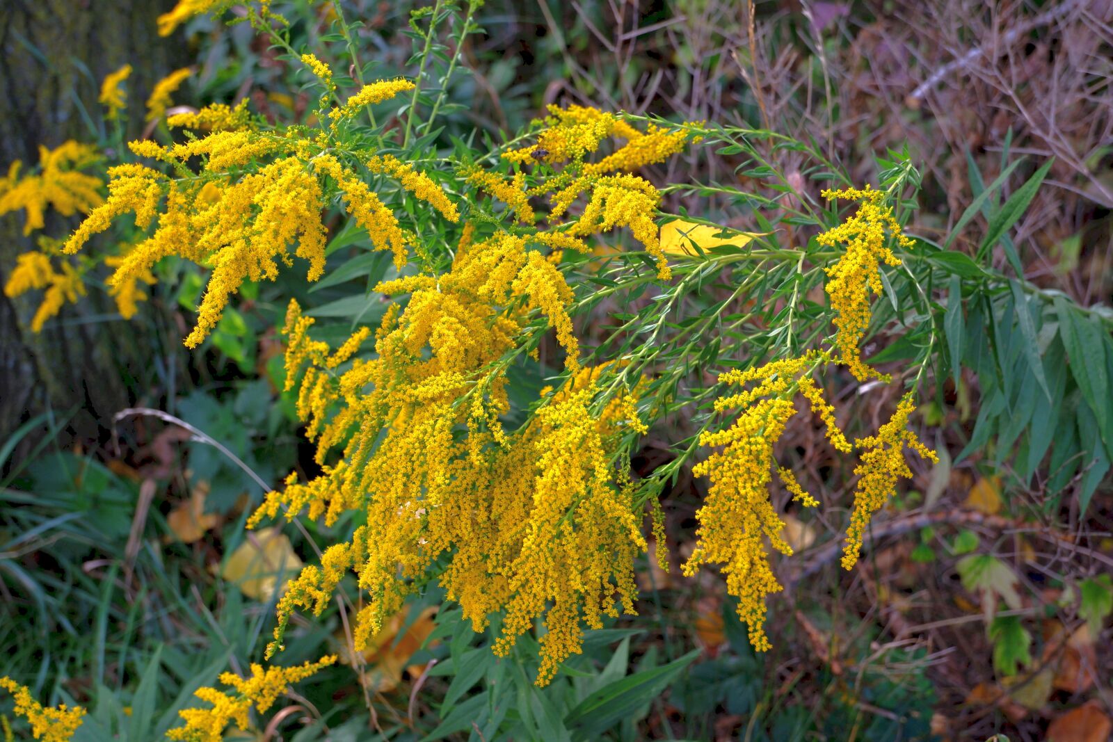 Fujifilm X-A5 sample photo. Autumn, goldenrod, meadow photography