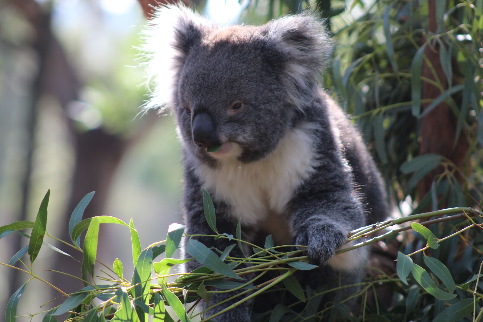 Canon EF75-300mm f/4-5.6 sample photo. Nature, mammal, wildlife photography