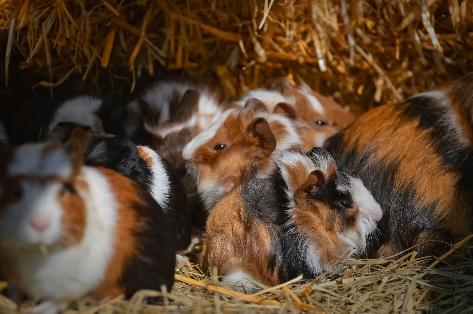 Nikon D3200 sample photo. Guinea pig, nager, rodent photography