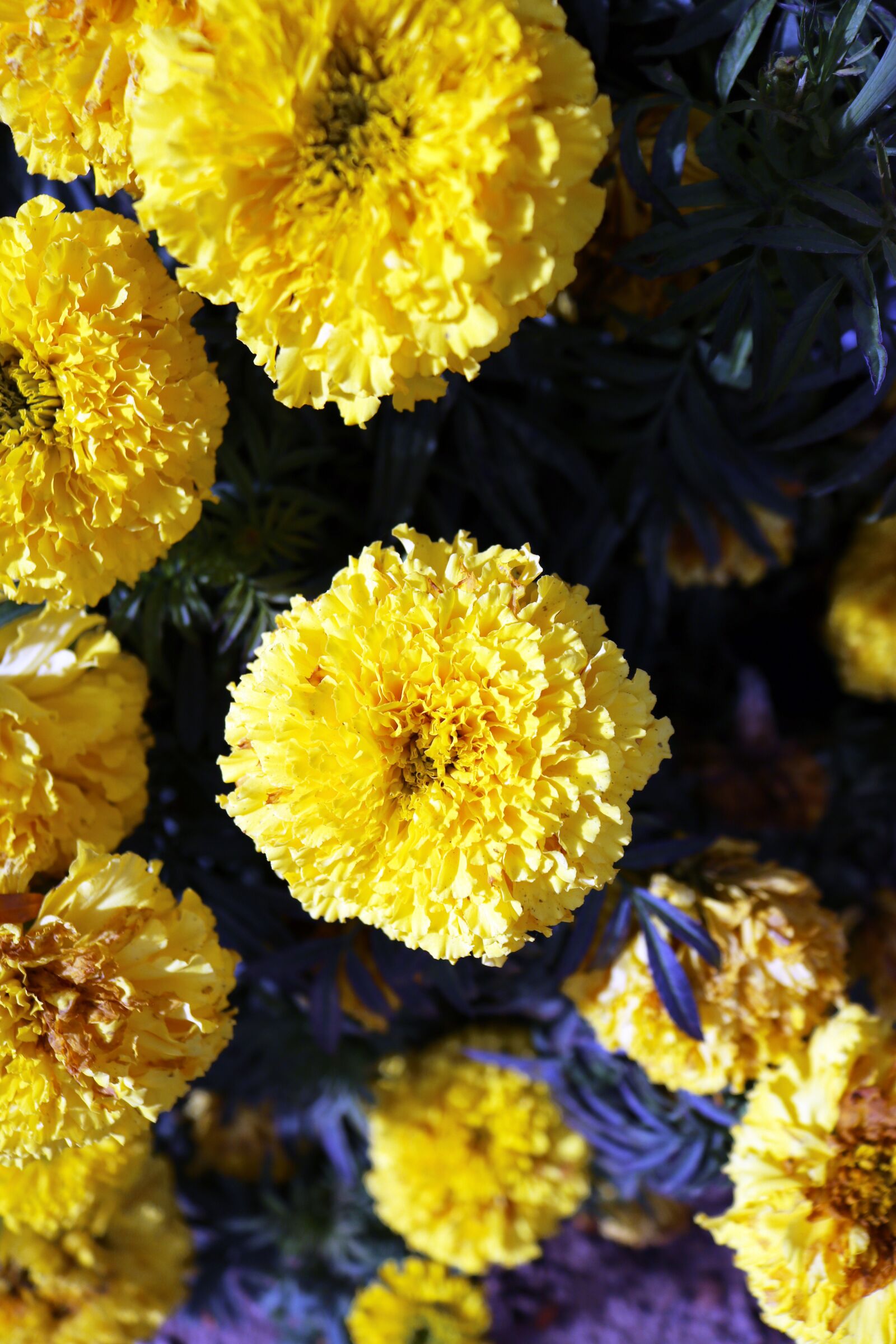 Canon EOS 750D (EOS Rebel T6i / EOS Kiss X8i) sample photo. Yellow, flowers, green photography