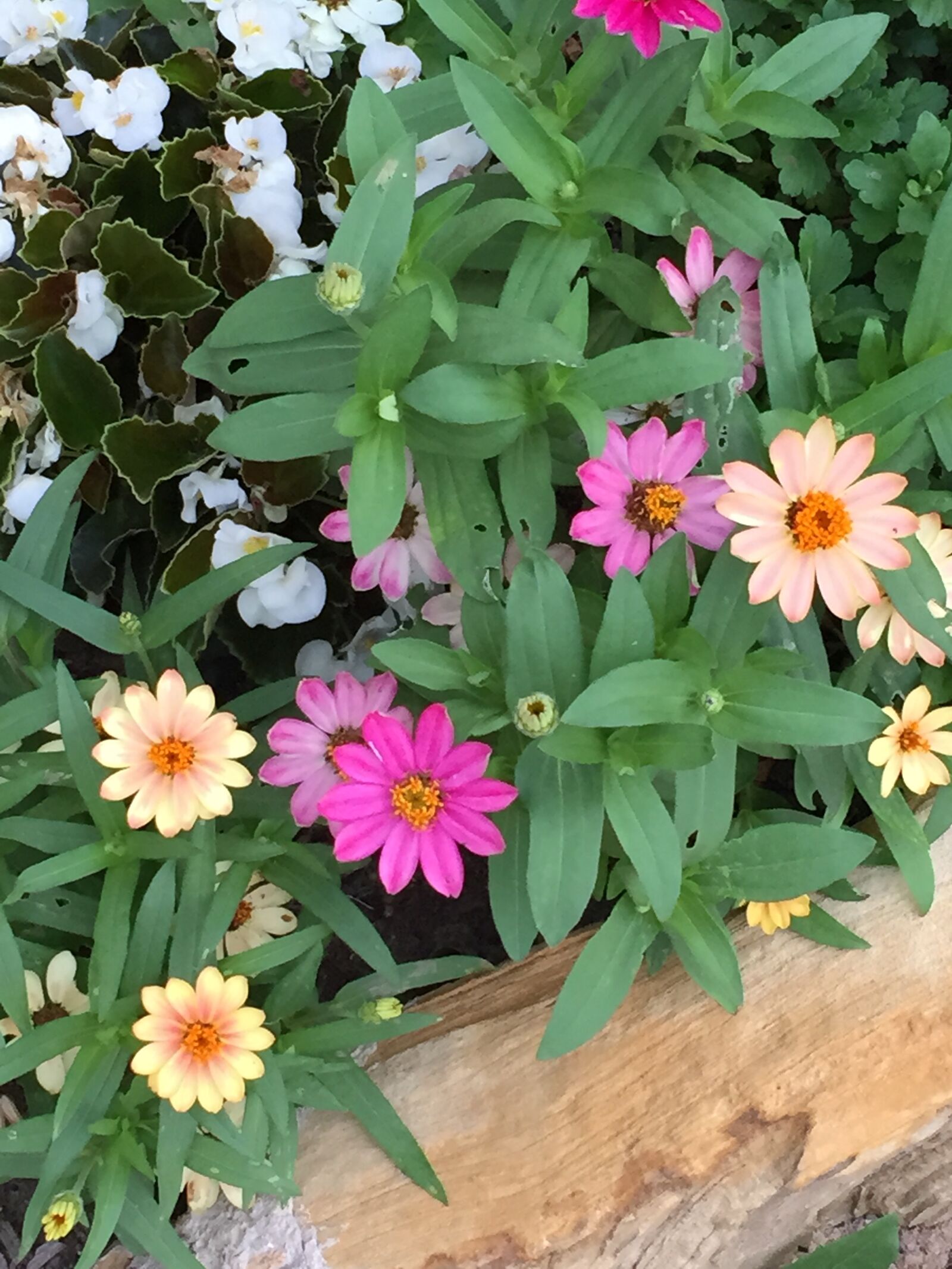 iPhone 6 back camera 4.15mm f/2.2 sample photo. Flower, bed photography