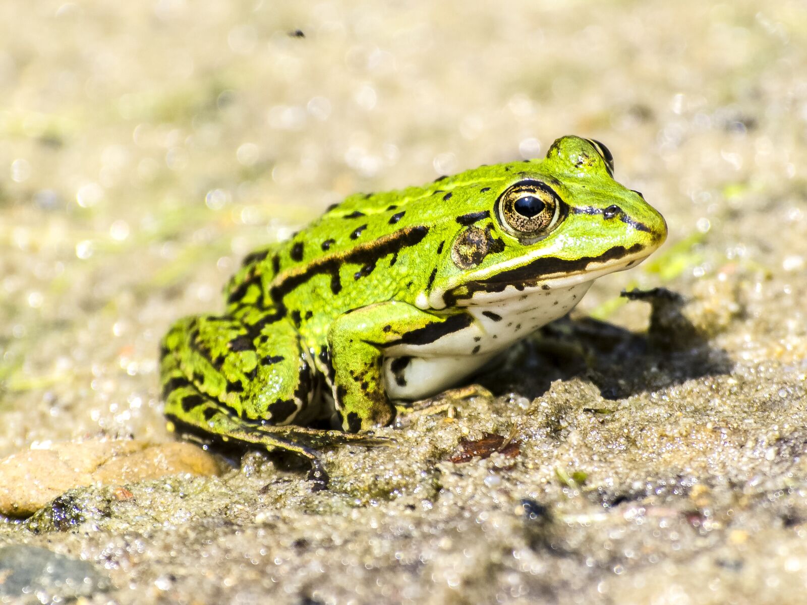 Olympus E-5 sample photo. Frog, water frog, amphibians photography