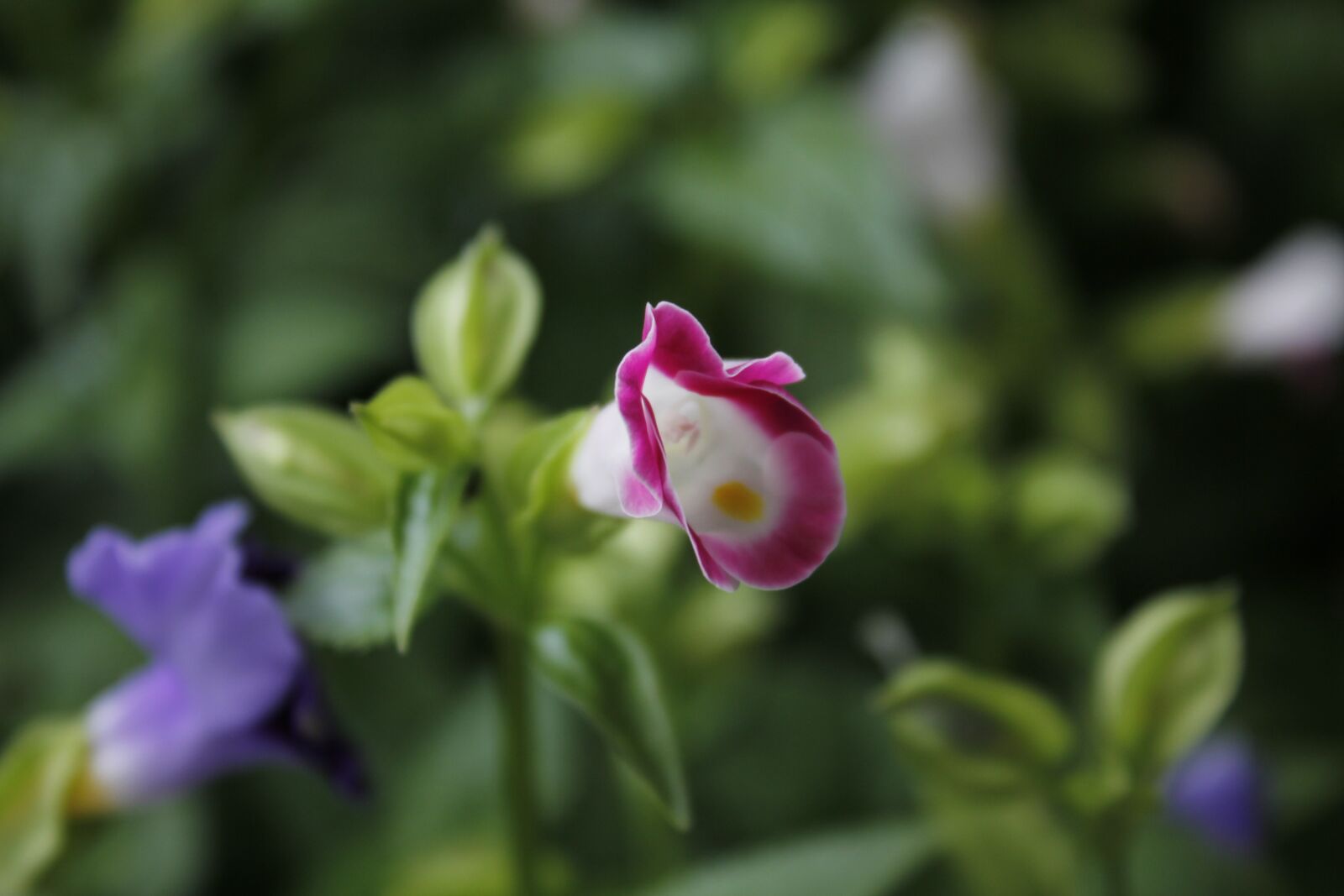 Canon EOS 60D sample photo. Flower, the leaves, green photography
