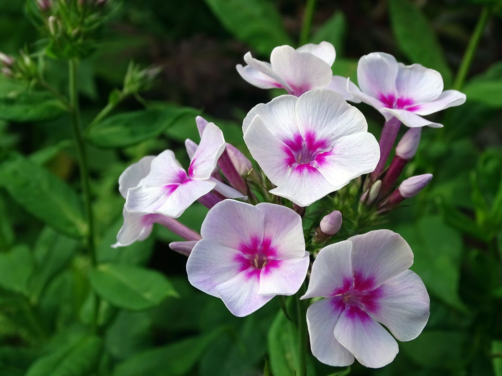 Sony Cyber-shot DSC-HX400V sample photo. Flame flower, phlox, greek photography