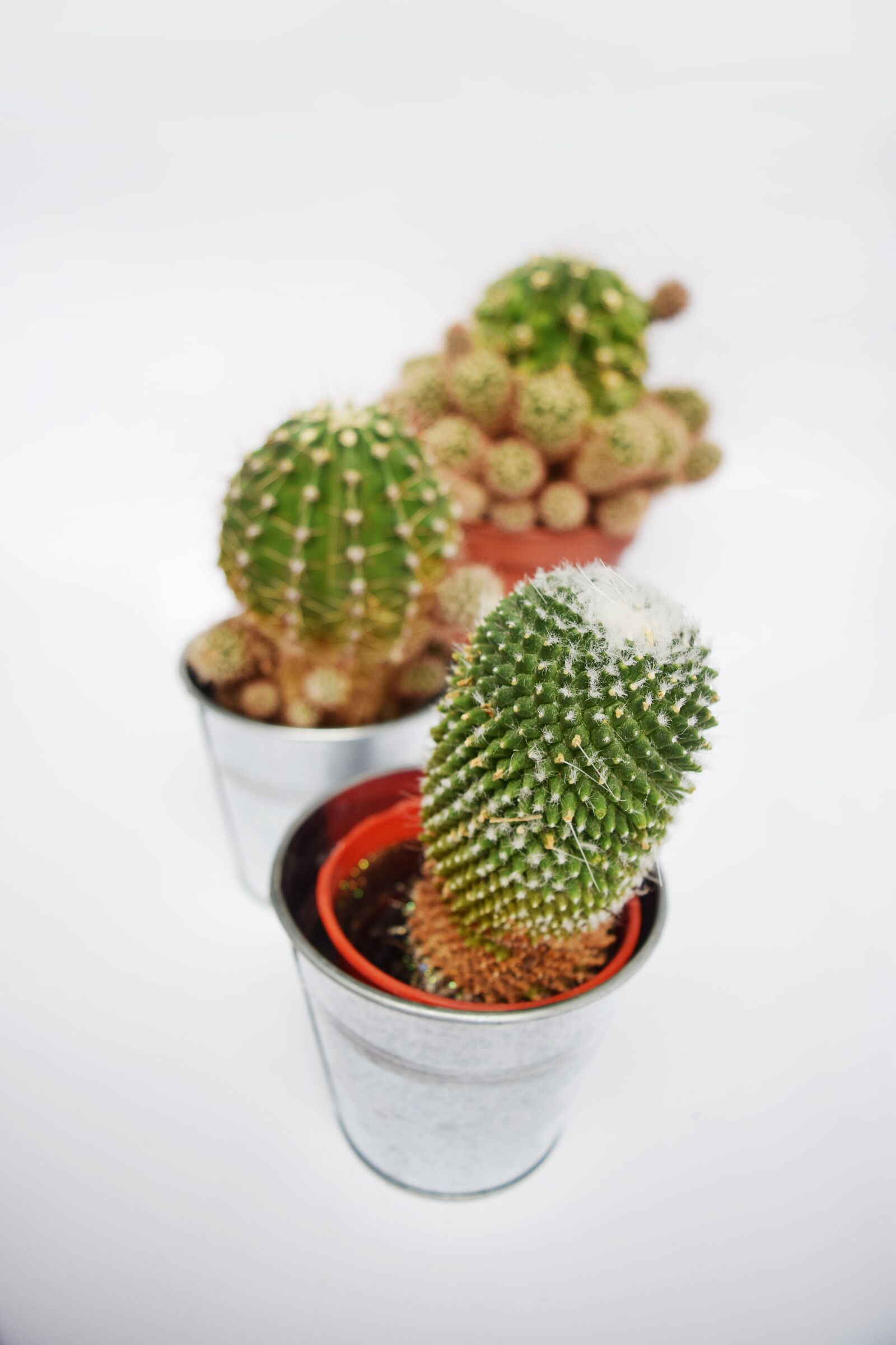 Nikon D3300 sample photo. Cactus, succulent, botanical photography