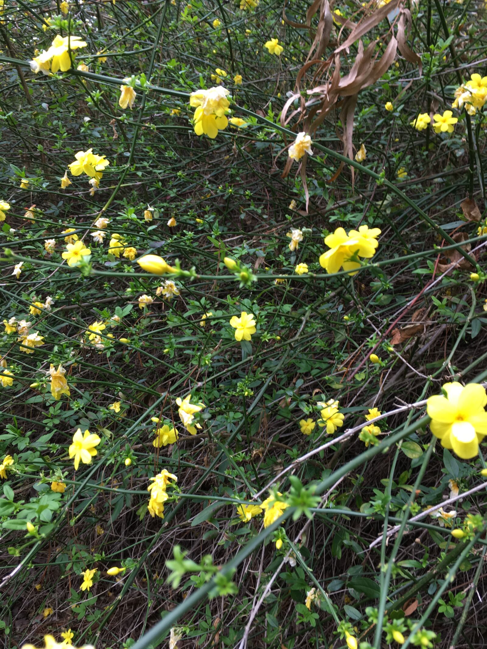iPhone SE back camera 4.15mm f/2.2 sample photo. Yellow, flowers photography