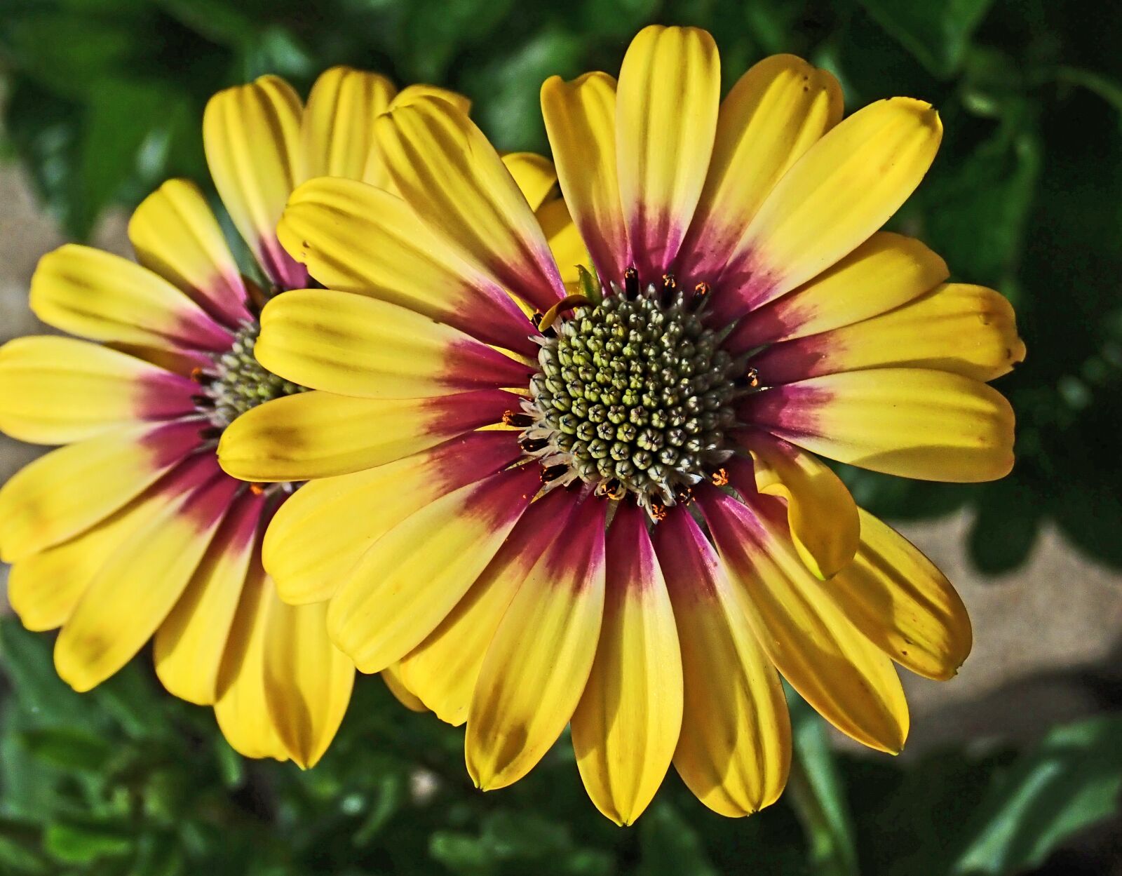 Olympus TG-5 sample photo. Flowers, yellow, daisies photography