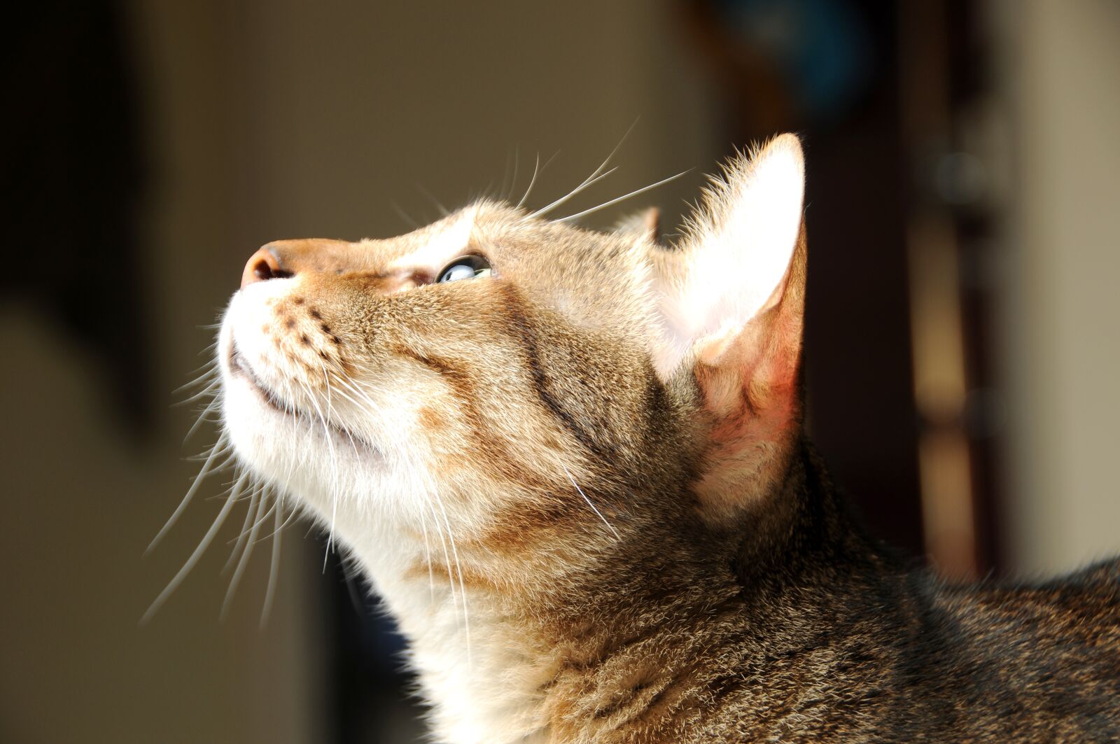 Nikon D300S sample photo. Cat, pet, cat mia photography