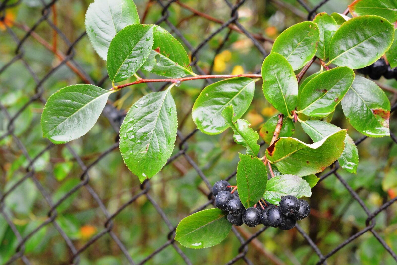 Nikon D5200 sample photo. Aronia, aron, fruit photography
