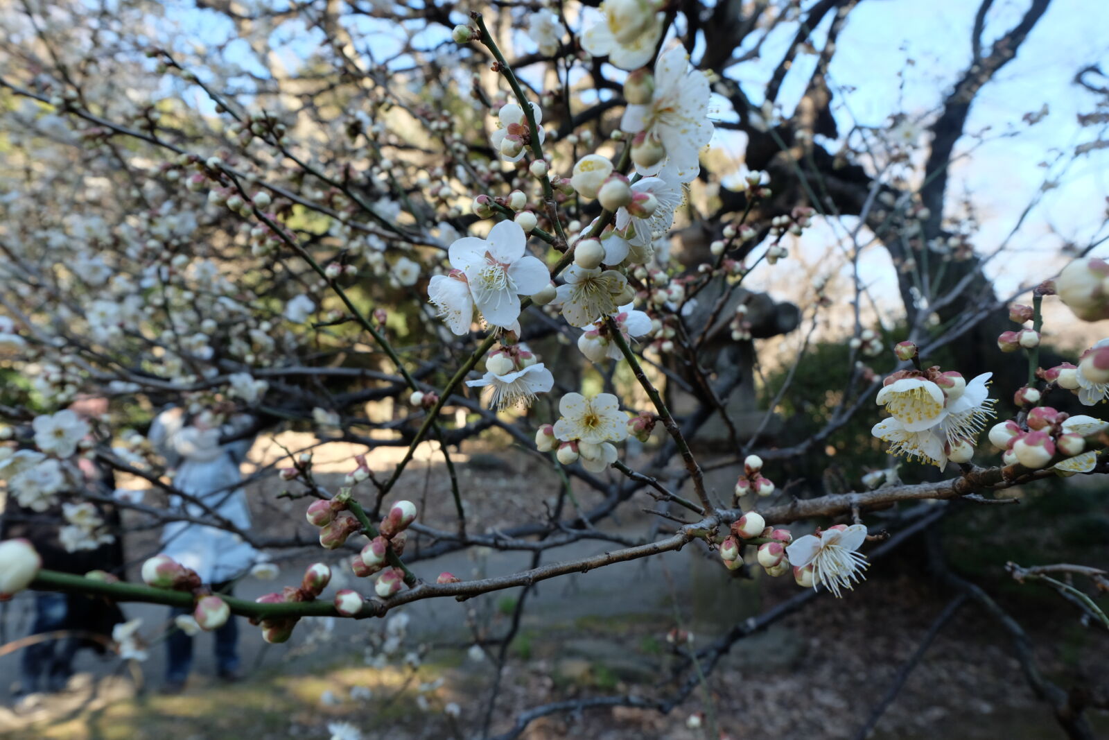 Fujifilm X-M1 sample photo