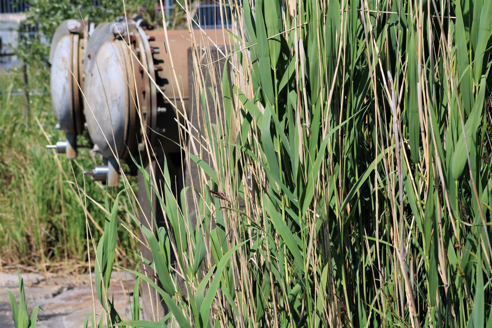 Canon EF75-300mm f/4-5.6 sample photo. Tube, reed, nature photography
