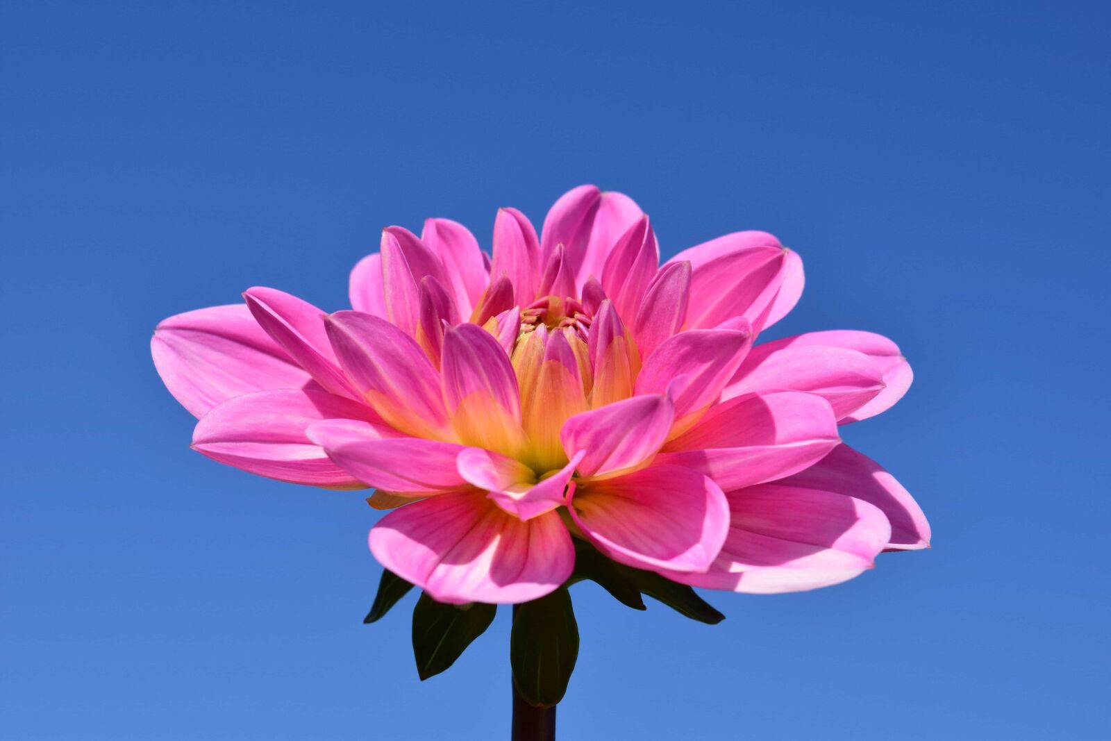 Nikon D3300 sample photo. Nature, summer, petal, flower photography