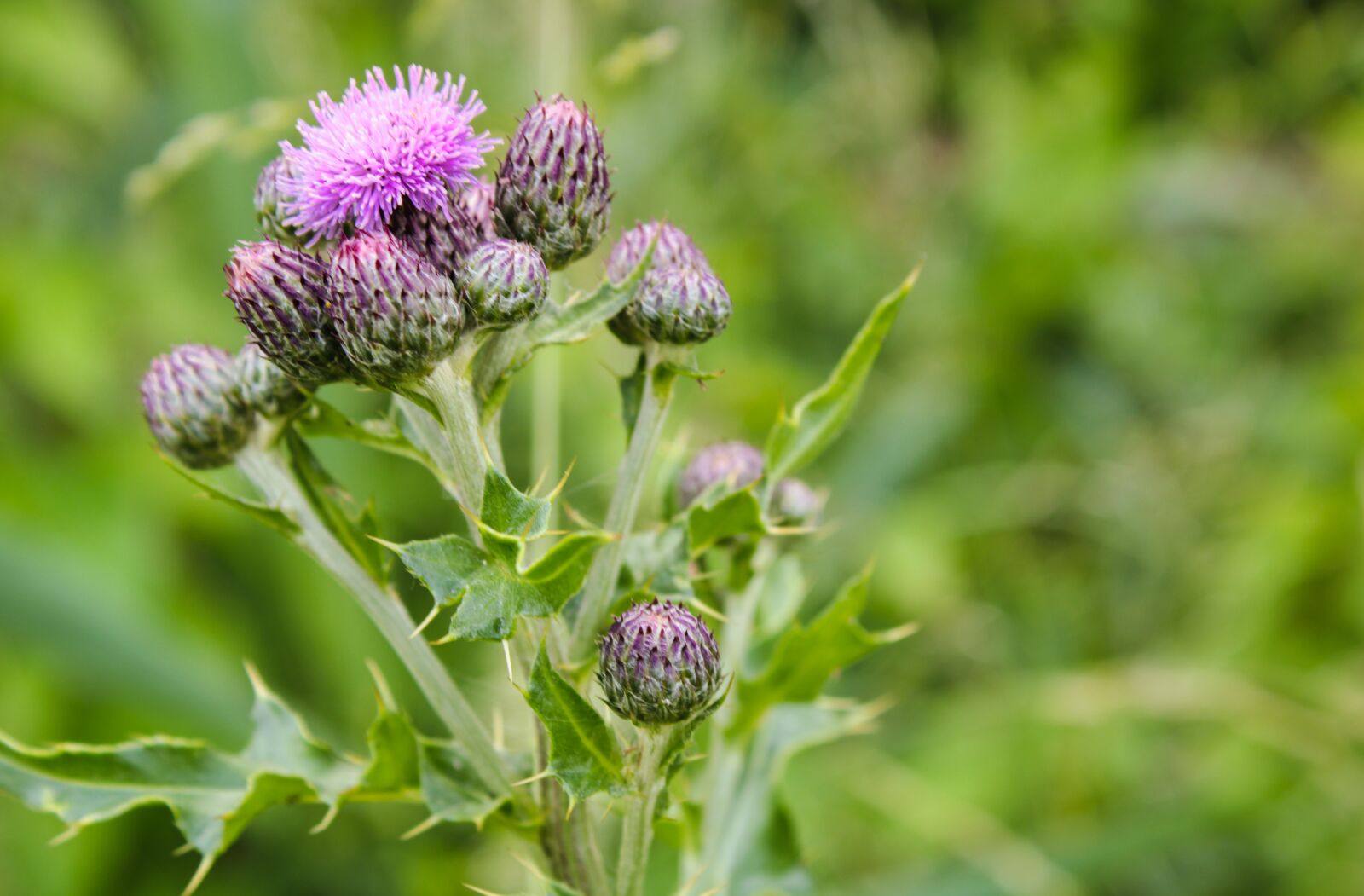 Canon EOS 2000D (EOS Rebel T7 / EOS Kiss X90 / EOS 1500D) sample photo. Spiny flowers, thistle, donkey photography