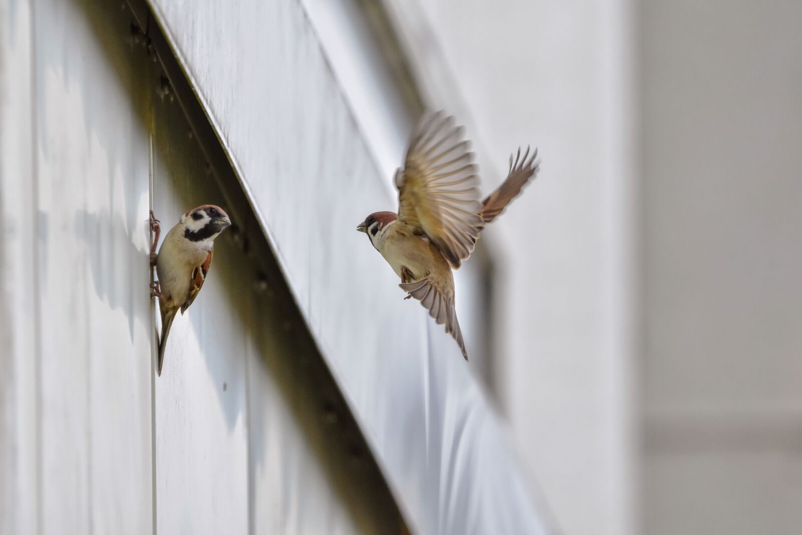 Nikon D7200 sample photo. Animal, building, bird photography