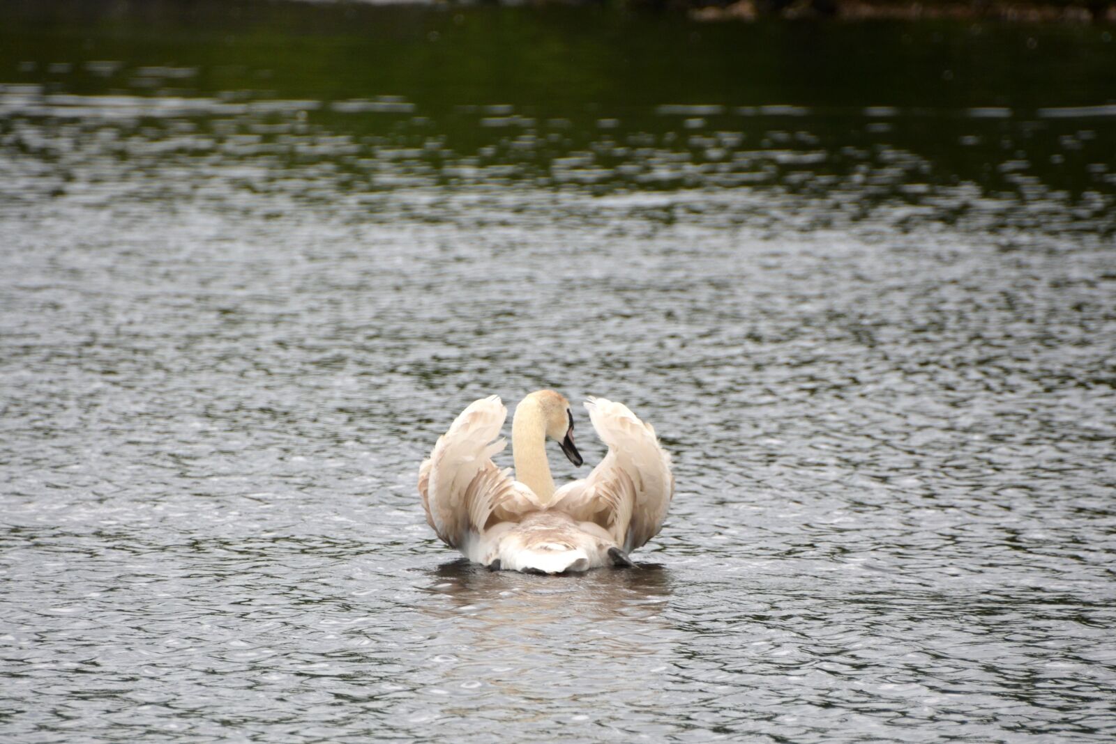 Nikon D5100 sample photo. Swan, lake, water photography