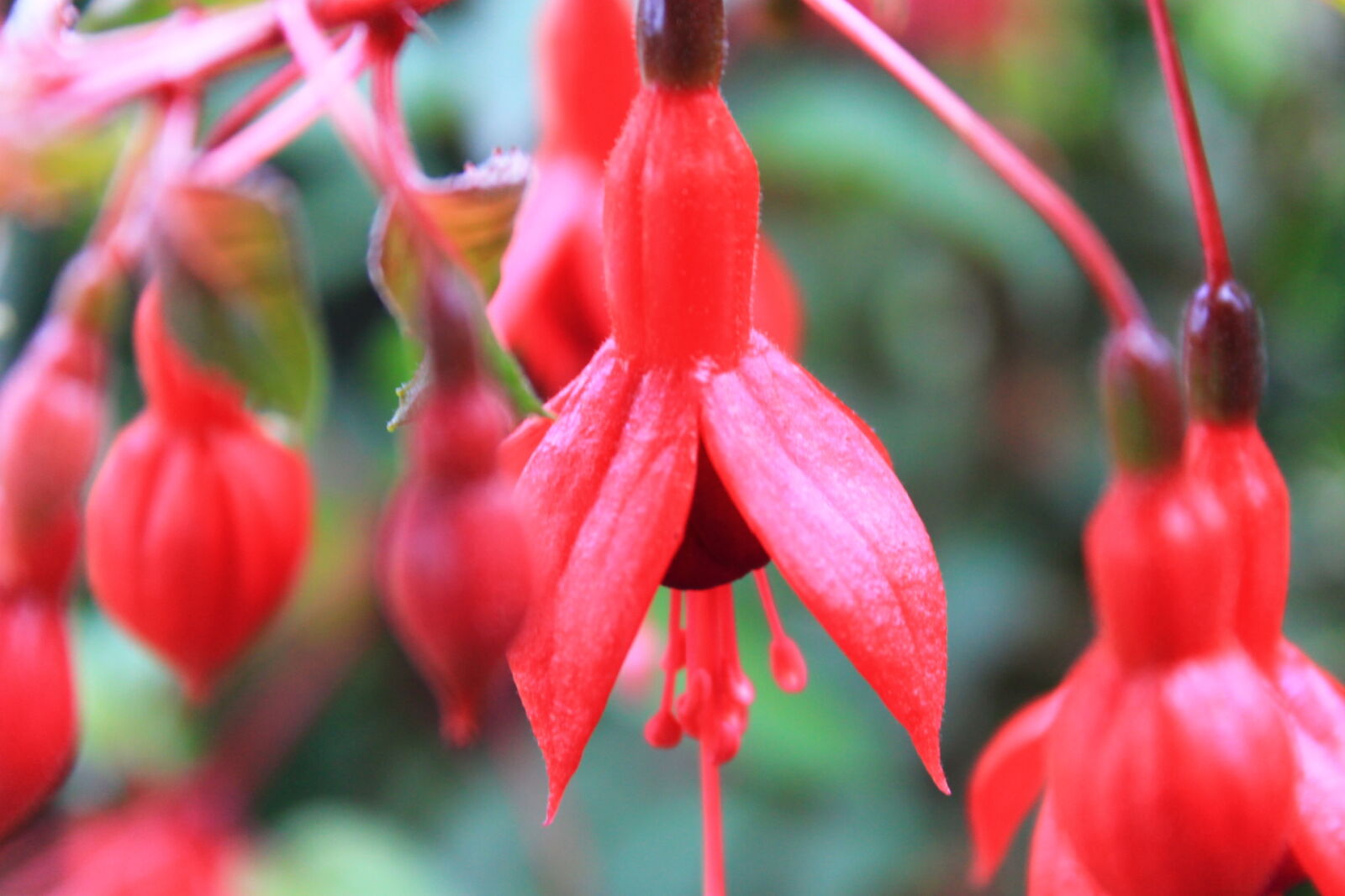 Canon EOS 1100D (EOS Rebel T3 / EOS Kiss X50) sample photo. Red, flowers photography
