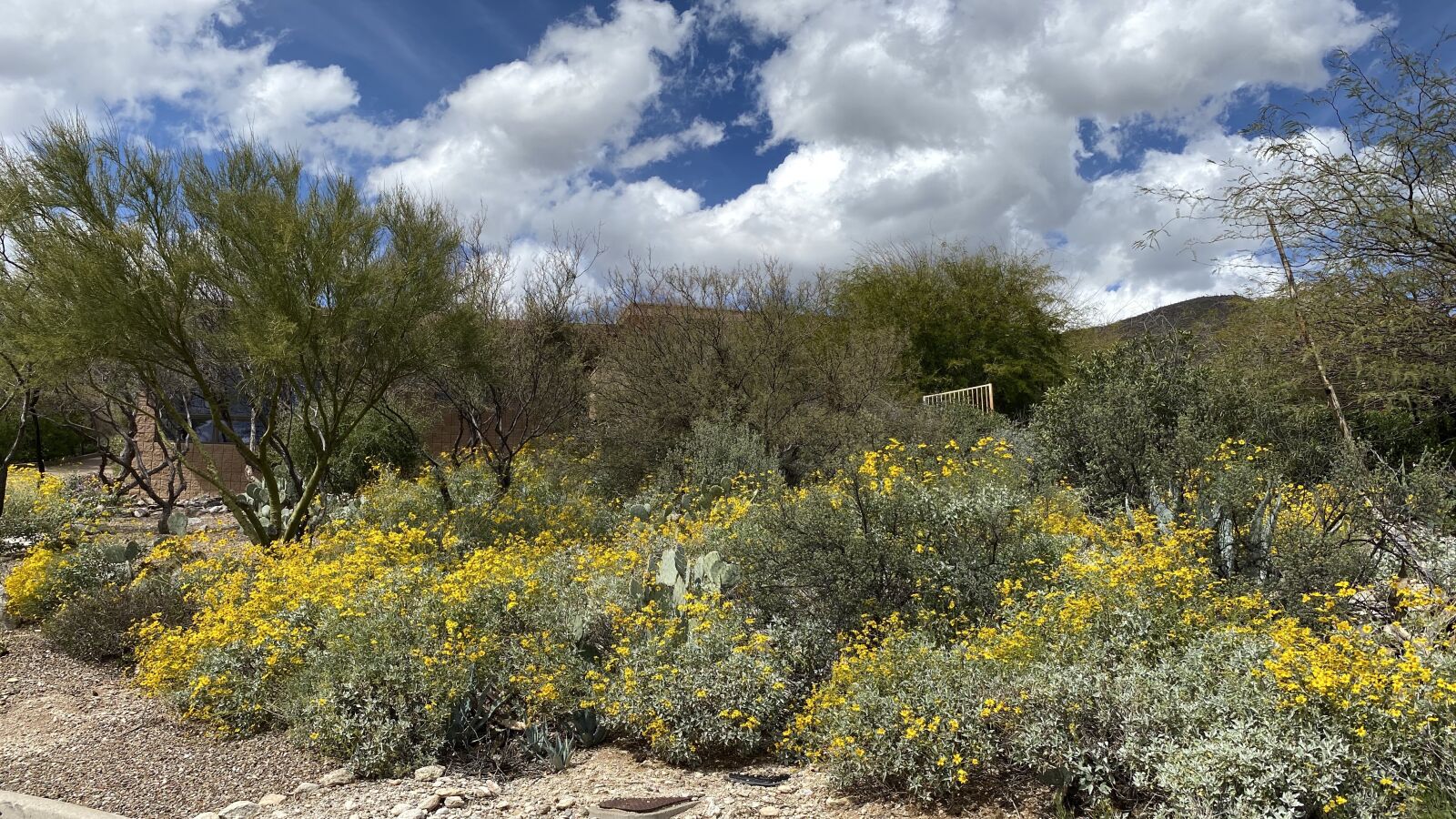 Apple iPhone 11 Pro Max sample photo. Tucson, az, desert photography