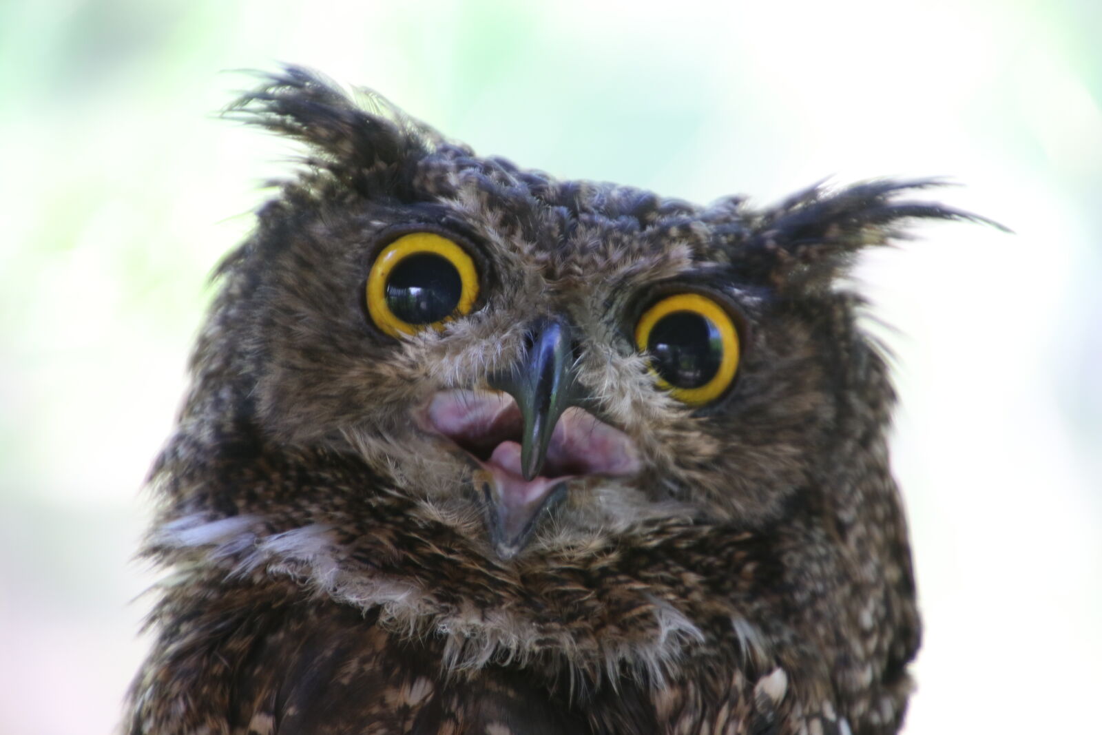 Canon EOS 7D Mark II sample photo. Animals, beak, bird, conserve photography