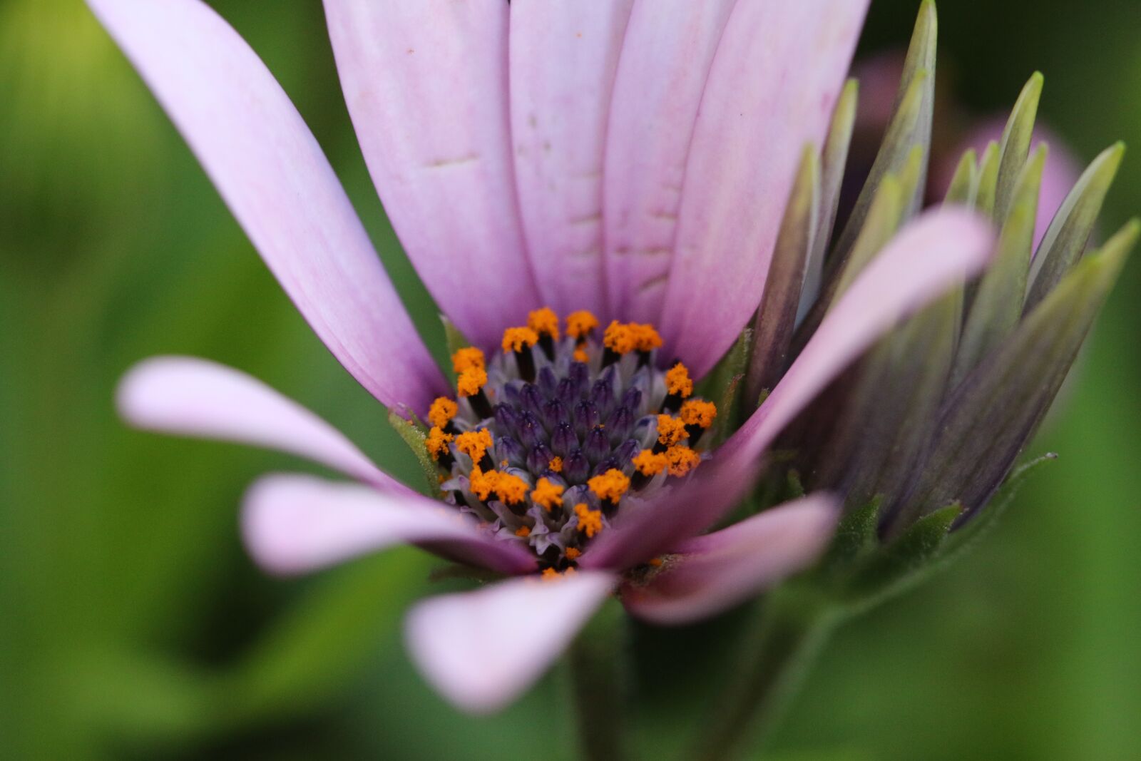 Canon EOS 70D + Canon EF 100mm F2.8 Macro USM sample photo. Pink, purple, flower photography