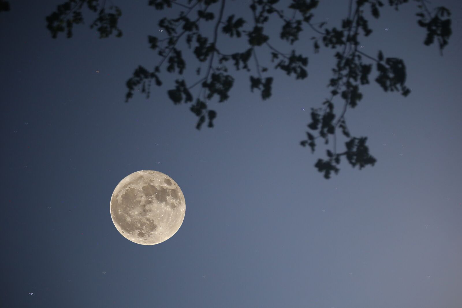 Canon EOS 6D sample photo. Moon, night, leaves photography