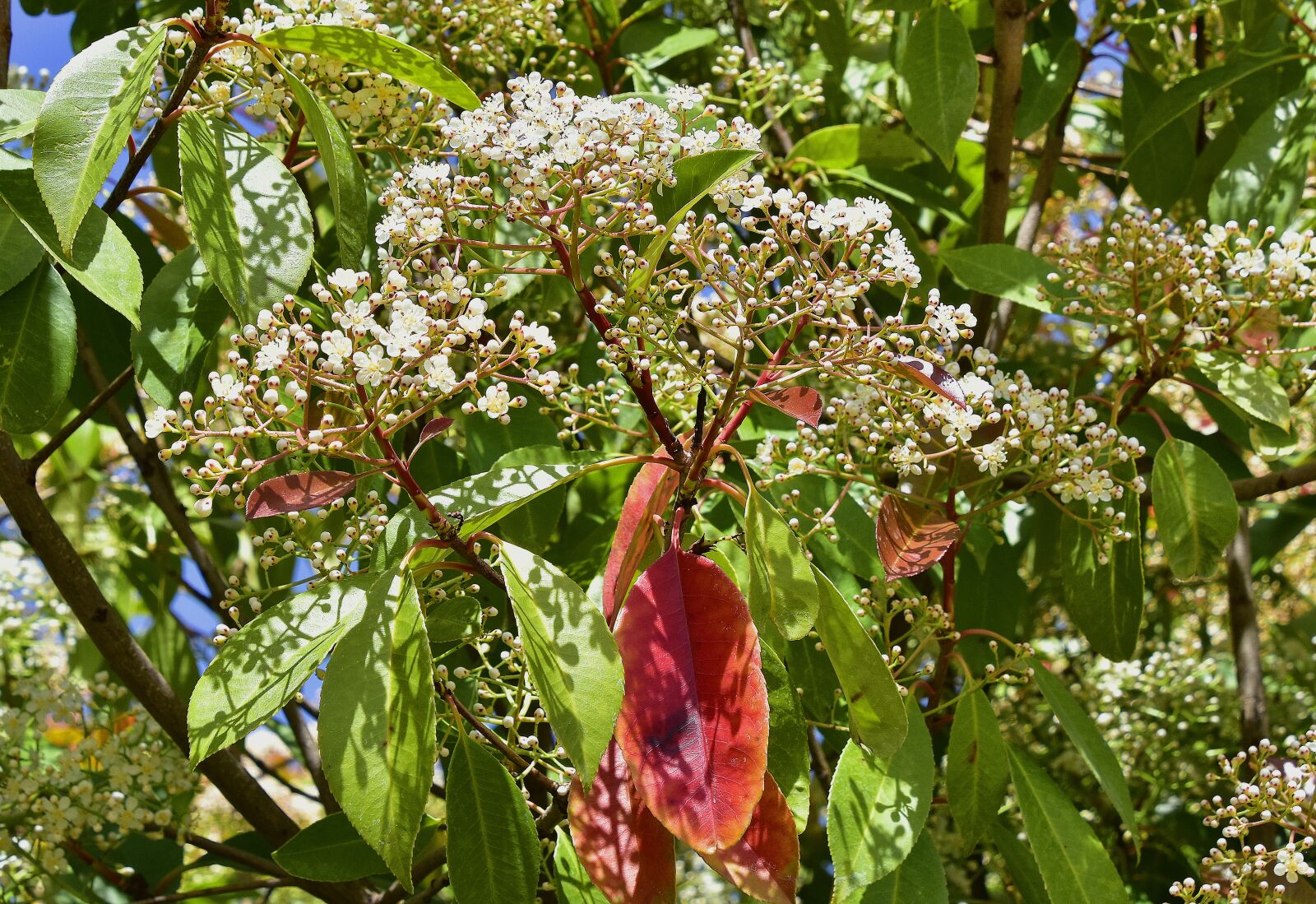 Nikon D7200 sample photo. Flower, tree, nature photography