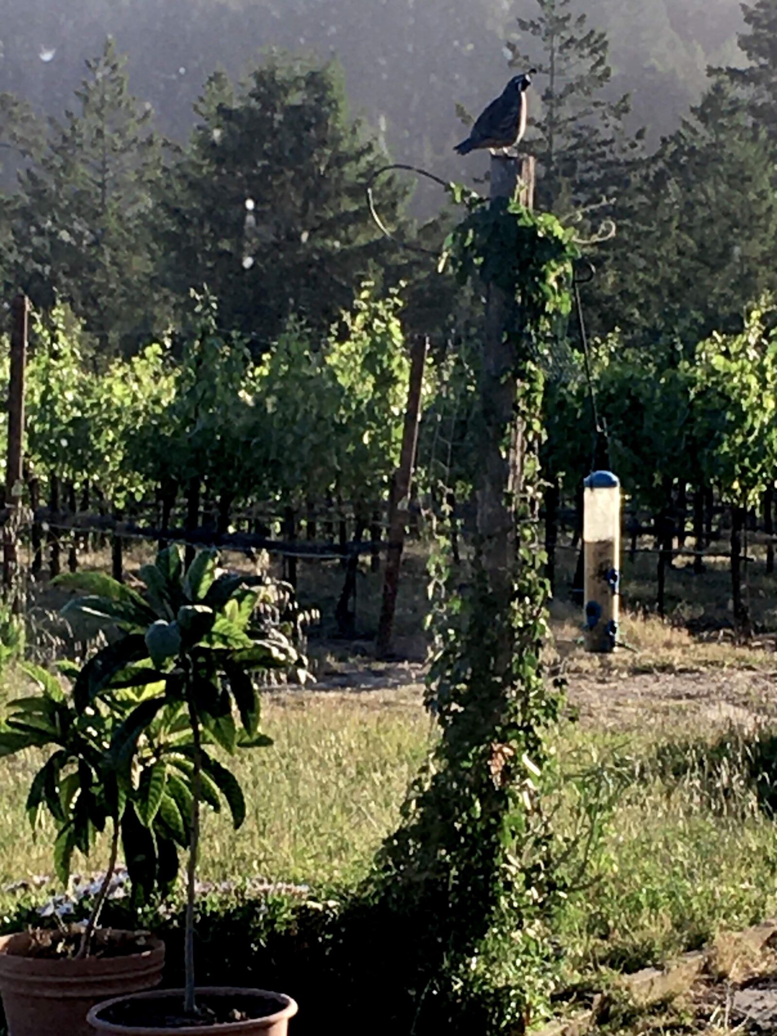 Apple iPhone 6s sample photo. Quail, nature, bird photography
