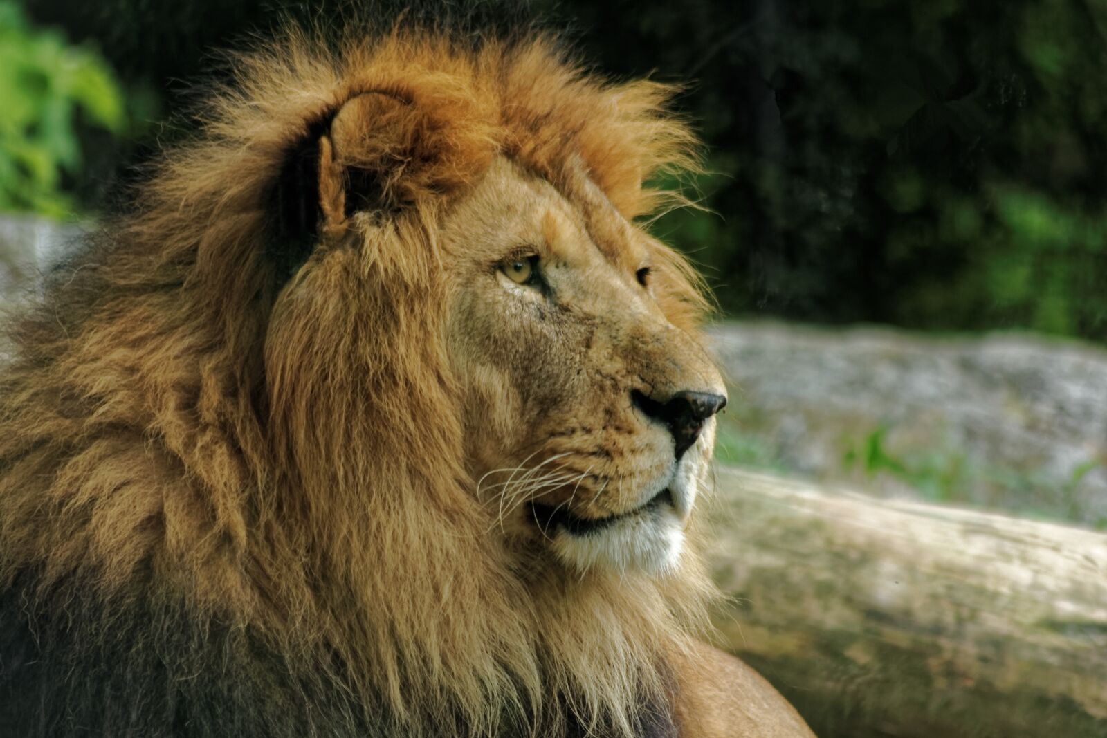 Canon EOS 60D sample photo. Lion, white, white lion photography