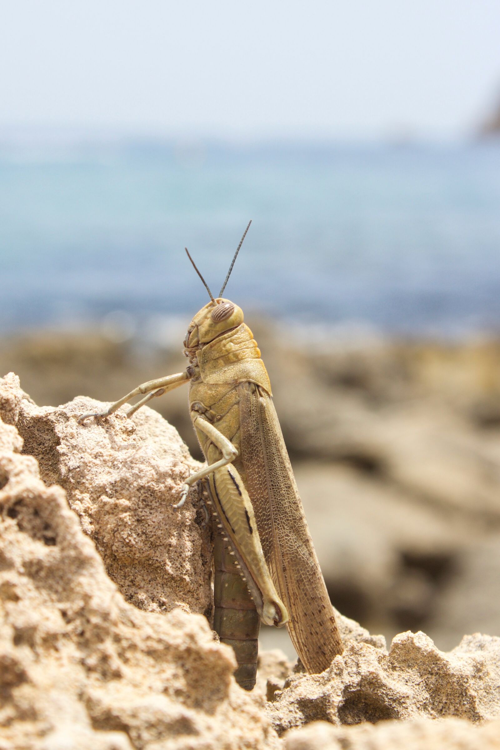 Canon EOS 600D (Rebel EOS T3i / EOS Kiss X5) sample photo. Locust, spain, beach photography