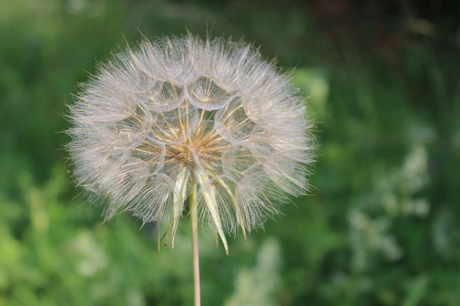 Canon EOS 600D (Rebel EOS T3i / EOS Kiss X5) sample photo. Dandelion, seeds, spring photography