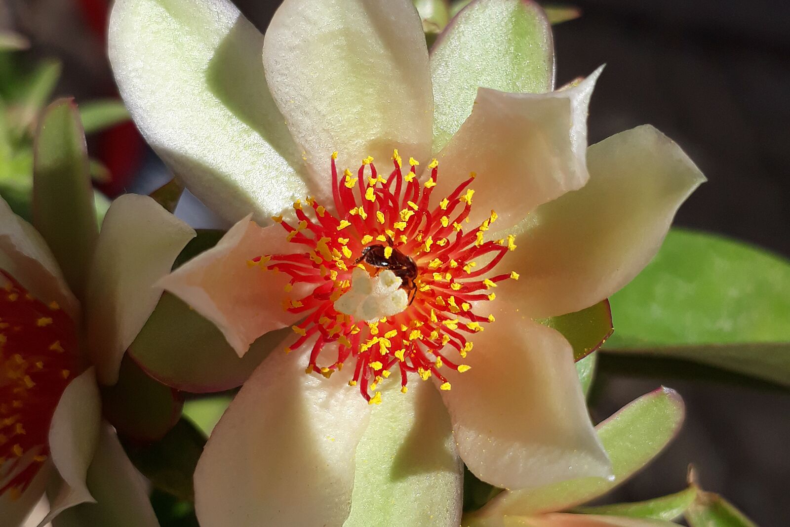 Samsung Galaxy J5 Prime sample photo. Flower, white, flowers photography