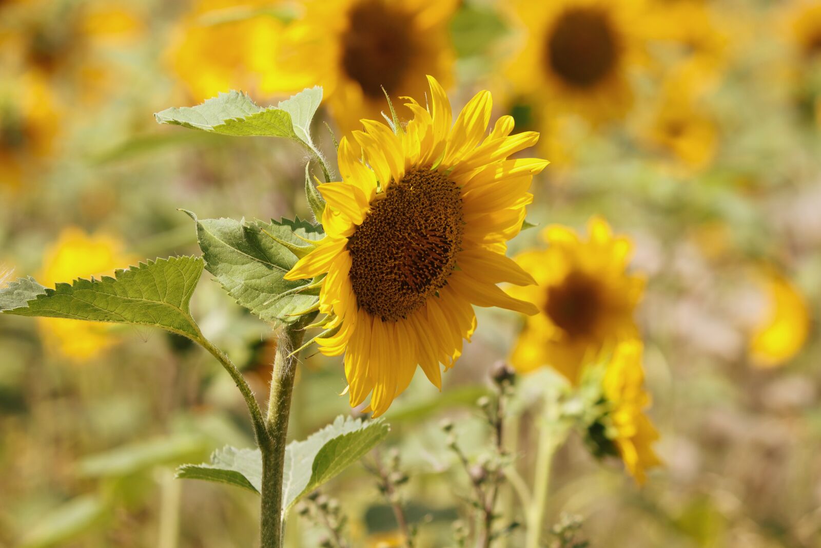 Canon EOS 200D (EOS Rebel SL2 / EOS Kiss X9) sample photo. Sunflower, sunflower field, wild photography