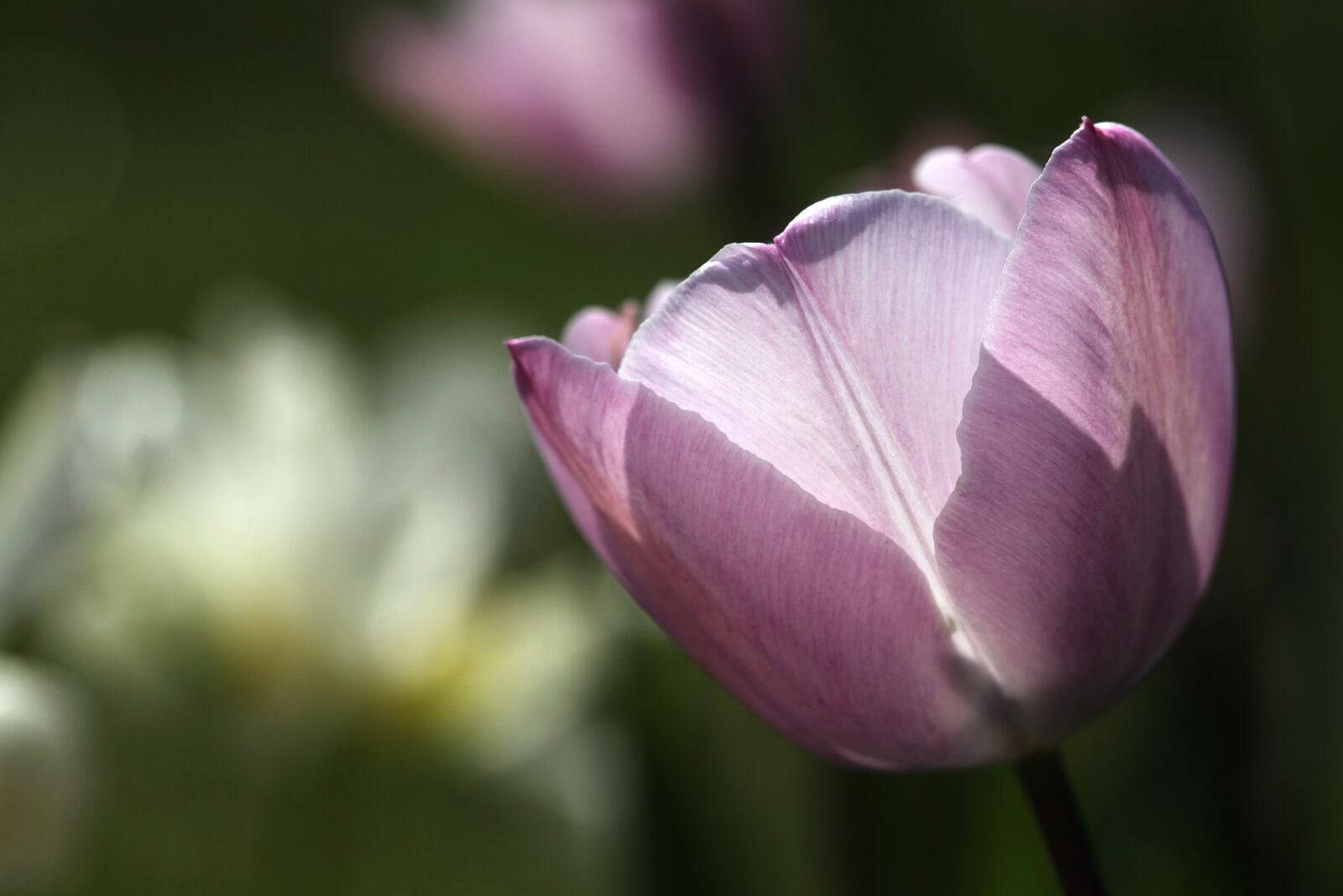 Canon EOS 5D Mark II sample photo. Pink, flower, tulip photography
