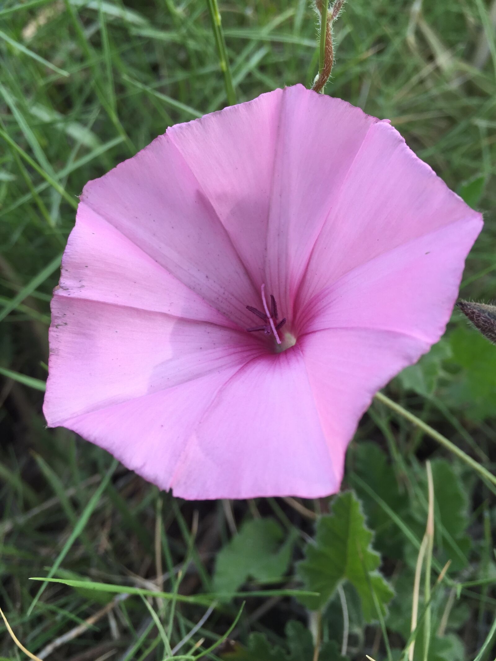 Apple iPhone 6 sample photo. Petunia, flowers, wild photography