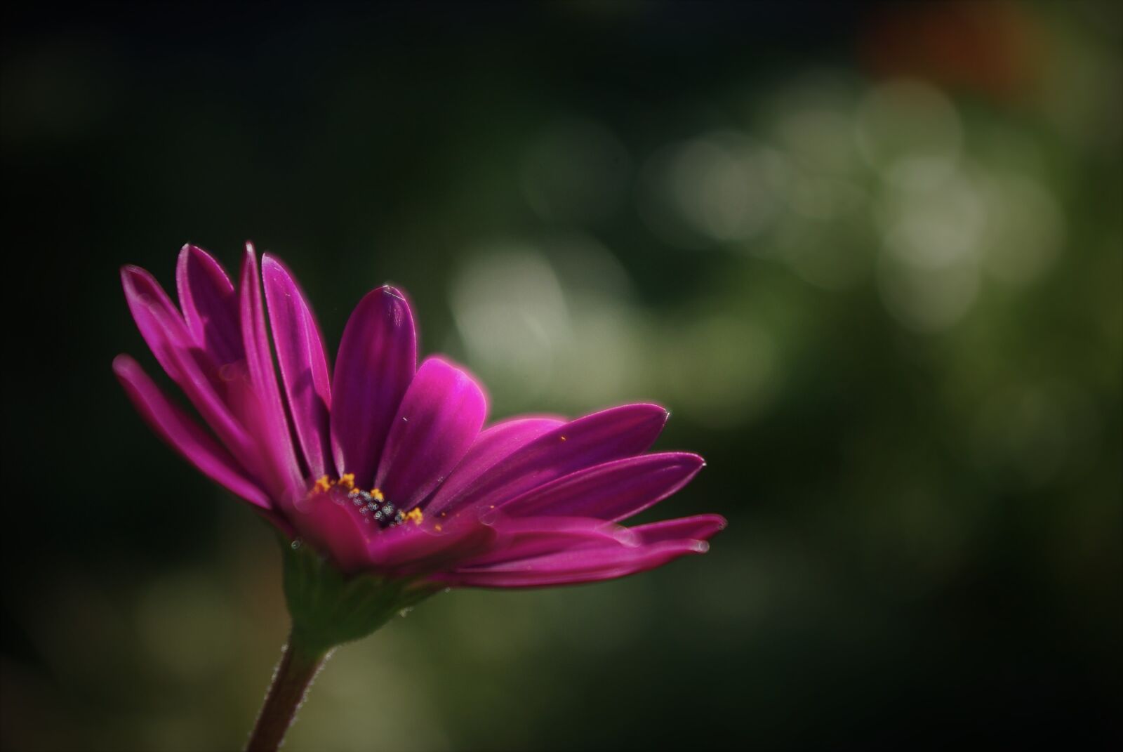 Pentax K-m (K2000) sample photo. Flower, plant, marguerite photography