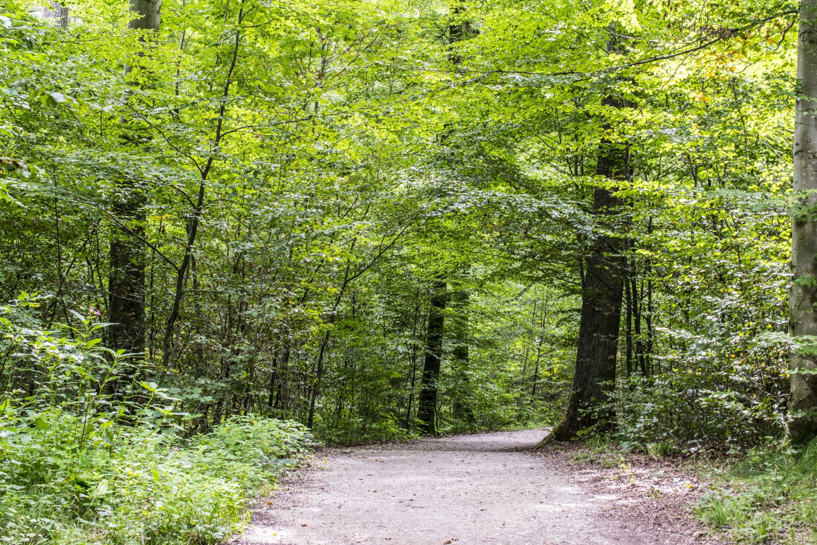 Nikon D5300 sample photo. Forest path, green, spring photography