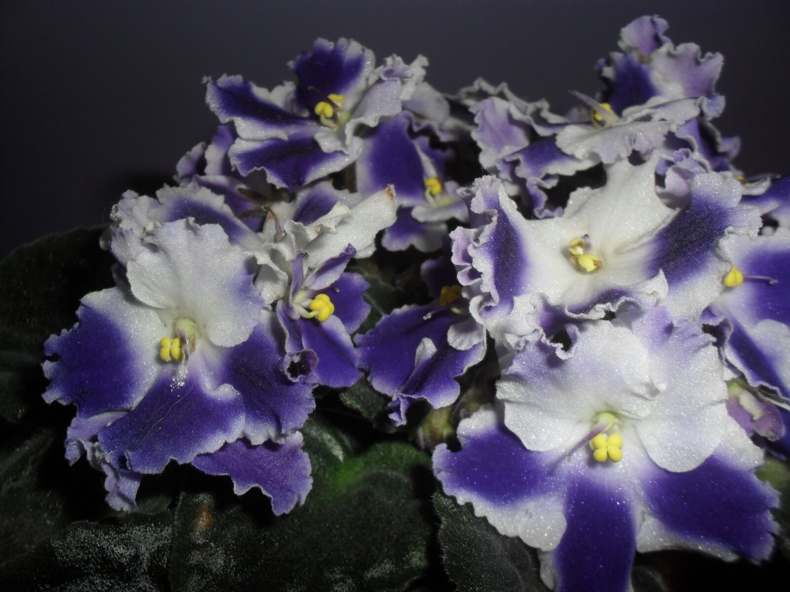 Samsung ES60 / VLUU ES60 /  SL105 /  ES63 sample photo. Violet, african, blooming photography