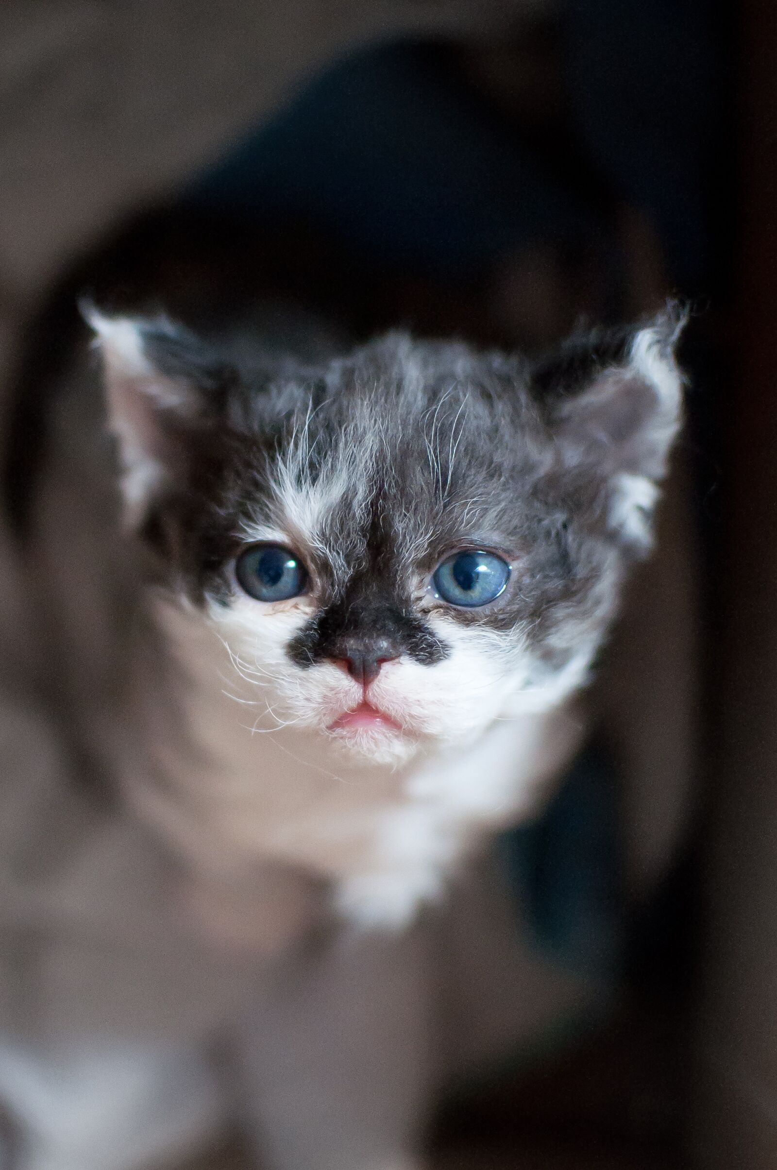 Nikon D90 sample photo. Cat, race, kitten photography