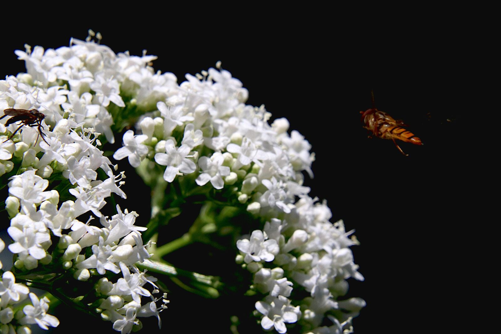 Canon EOS 800D (EOS Rebel T7i / EOS Kiss X9i) sample photo. Flowers, plants, flowering shrubs photography