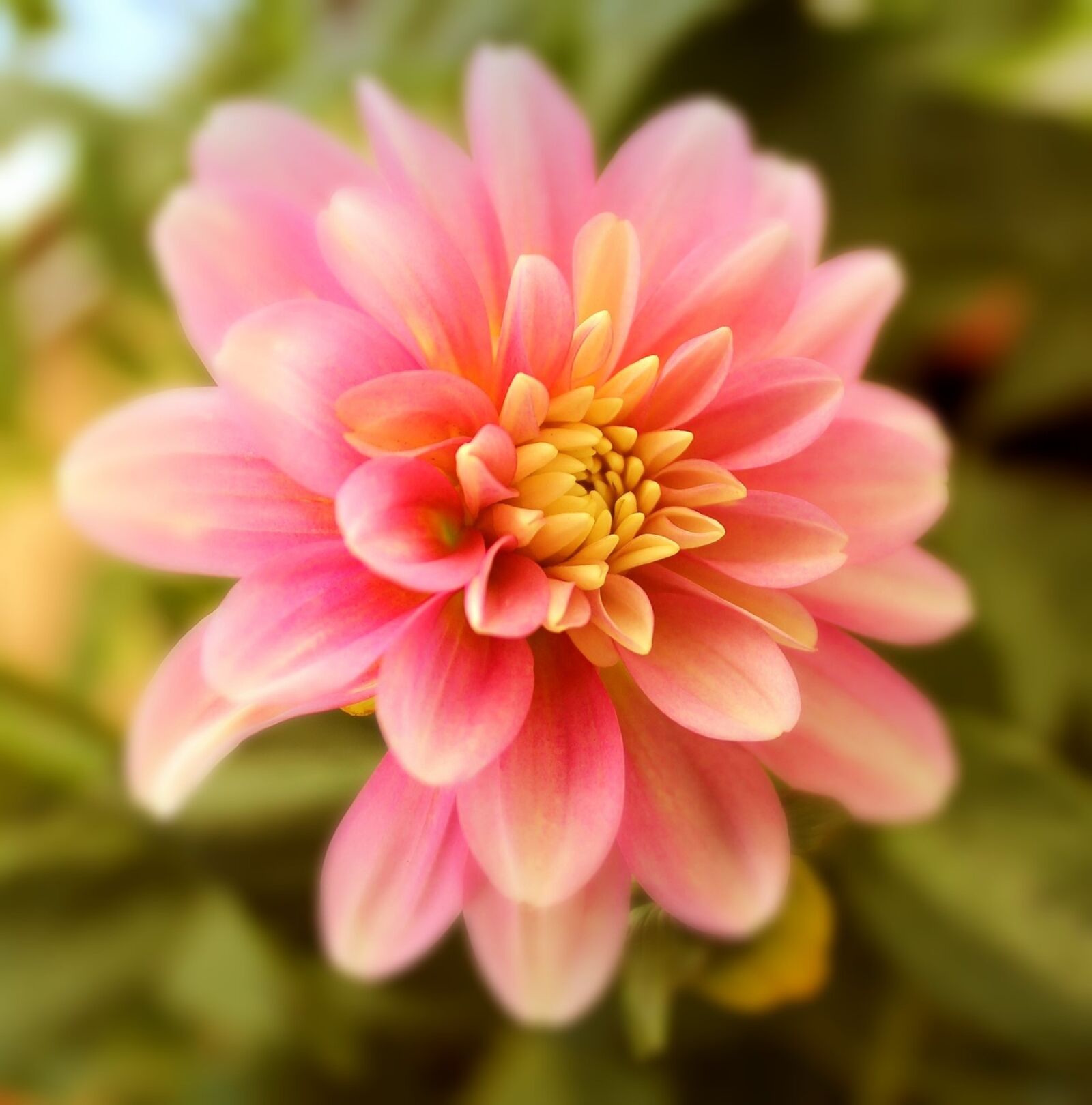 Canon EOS 1100D (EOS Rebel T3 / EOS Kiss X50) sample photo. Dahlia, flower, blossom photography
