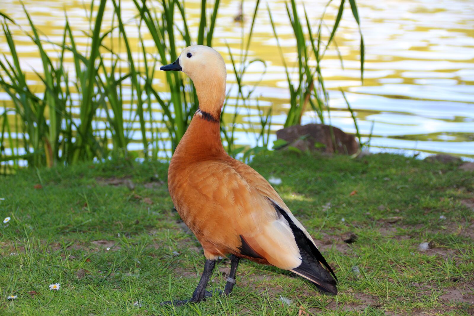 Canon EOS 650D (EOS Rebel T4i / EOS Kiss X6i) sample photo. Rust goose, goose, poultry photography
