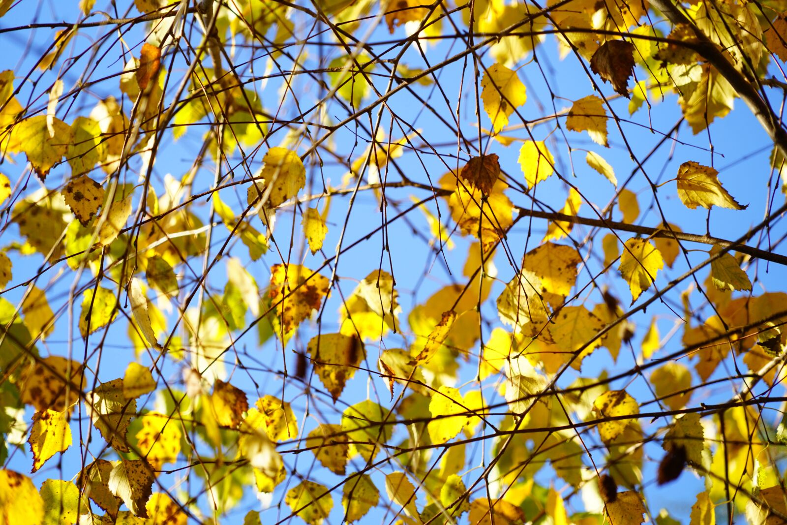 Sony a7R II + Sony FE 24-240mm F3.5-6.3 OSS sample photo. Birch, autumn, leaves photography