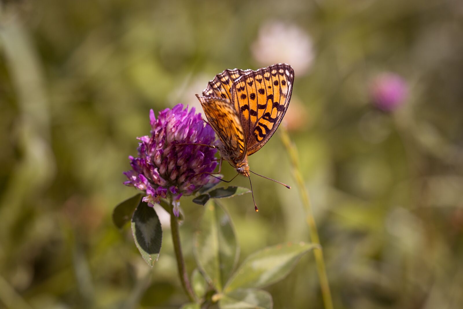 Nikon D7100 sample photo. Butterfly, fritillary, orange butterfly photography
